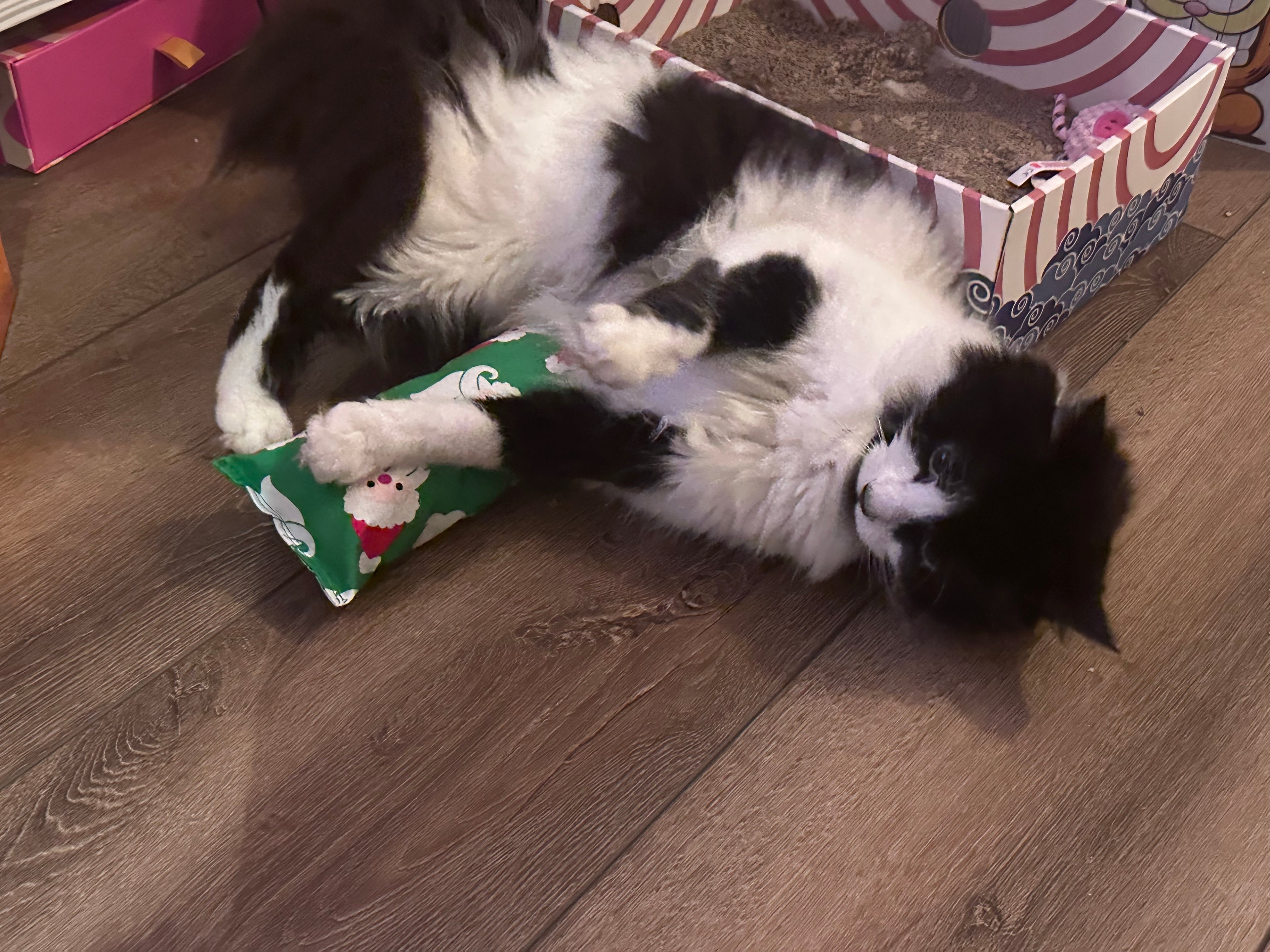 Catnip Kicker Cat Toy