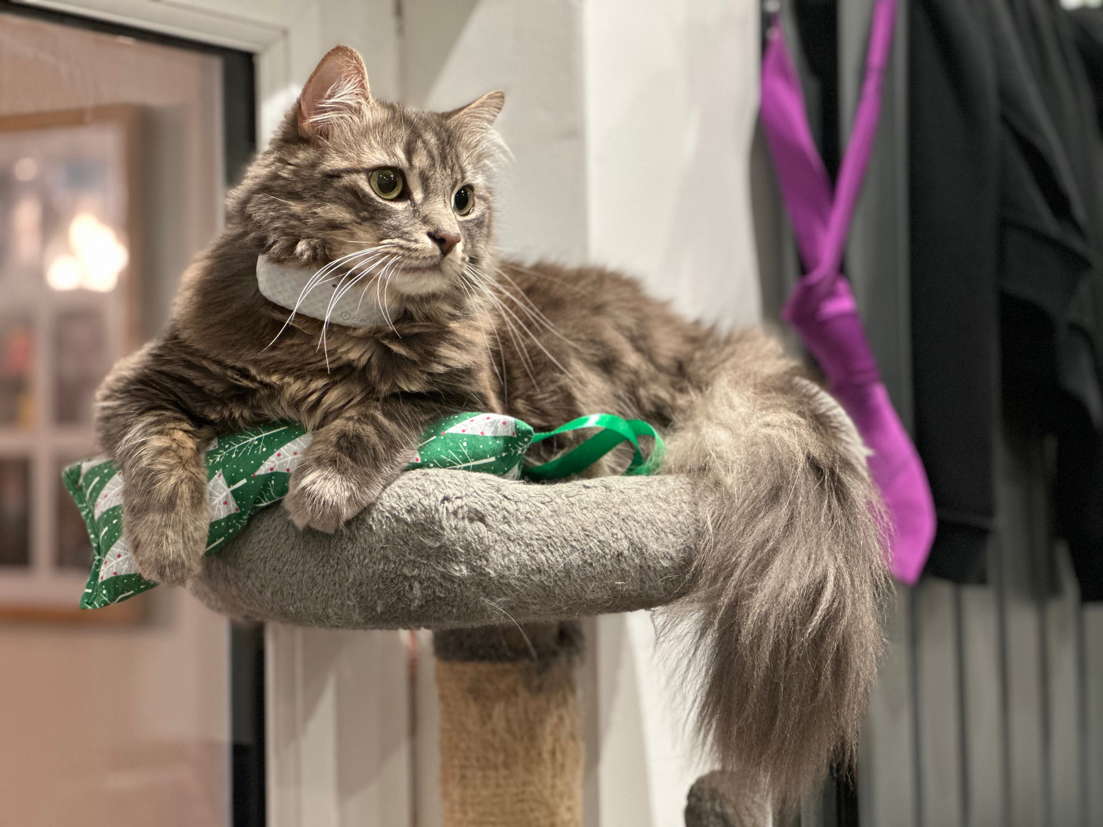 Catnip Kicker Cat Toy